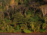 Tropical Rainforest, Corcovado National Park, Puntarenas, Costa Rica Photographic Print by Ralph Lee Hopkins