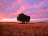 Sunset Over Lone Tree in Paddock, Rochester, Australia Photographic Print by Will Salter