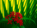 Red Bouvardia, Cook Islands Photographic Print by Peter Hendrie