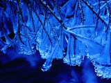 Icicles on Branches, Ireland Photographie par Gareth McCormack