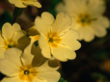 Yellow Primrose (Primula Vulgaris), Glenveagh National Park, Ireland Photographic Print by Gareth McCormack
