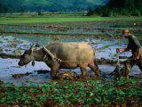 Planting Rice in Paddy with Ox, Sapa, Vietnam Photographie par Juliet Coombe