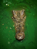 Crocodile in Green Water, Malaysia Photographie par Michael Aw