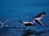 Brown Pelican (Pelecanus Occidentalis) Taking Flight, Ecuador Photographic Print by Richard I'Anson