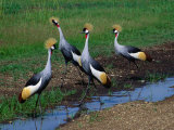 Four Grey Crowned-Cranes (Balearica Regulorum), Masai Mara National Reserve, Rift Valley, Kenya Photographic Print by Mitch Reardon