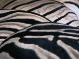 Detail of Burchell's Zebra Stripes, Kruger National Park, Mpumalanga, South Africa Photographic Print by Carol Polich