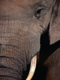 Tusk and Trunk Detail of an Elephant in the Addo Elephant Park,Eastern Cape, South Africa Photographic Print by Carol Polich