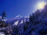 Snow Covered Forest on Jomson Trek on Annapurna Circuit, Jomsom, Nepal Photographic Print by Chris Mellor