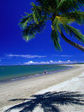 Palm Tree on Beach, Fiji Photographic Print by David Wall