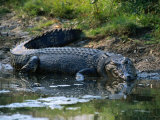Saltwater Crocodile on Waters Edge, Kakadu National Park, Australia Lámina fotográfica por Dennis Jones