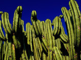 Cactus Againt a Oaxacan Sky in Yagul, Oaxaca, Mexico Photographic Print by Jeffrey Becom