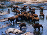 Elephants Bathing in River, Pinnewala Elephant Orphanage, Sri Lanka Photographic Print by Richard I'Anson