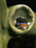 Sabre Toothed Blenny in Tube Worm Cast at Jackson Reef in the Red Sea, Egypt Photographic Print by Mark Webster
