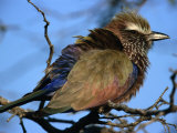 Purple Roller (Coracias Naevia), South Africa Photographic Print by Carol Polich