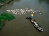 Boatsperson Herding Flock of Ducks Away from Boat on Mekong Delta, Vietnam Photographie par Anders Blomqvist