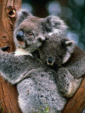 Koala with Baby (Phascolarctos Cinereus), New South Wales, Australia Photographic Print by Mark Newman