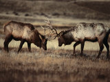Sparring Bull Elk (Cervus Elaphus), Yellowstone National Park, Wyoming, USA Photographic Print by Carol Polich