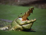 Nile Crocodile (Crocodylus Niloticus) at the Kachikaly Crocodile Pool, Bakau, Western, Gambia, The Photographie par Ariadne Van Zandbergen