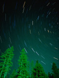 Star Trails and Pine Trees in Night Sky, Montana, USA Photographie par Gareth McCormack