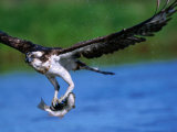 European Osprey (Pandion Haliaetus) with Fish, Finland Photographic Print by David Tipling
