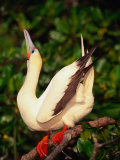 Red-Footed Booby (Sula Sula) In The Mangroves On Lighthouse Reef, Belize, Photographic Print