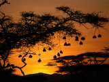 Nests of Spectacled Weaver Hanging from Acacia Trees, Buffalo Springs National Reserve, Kenya Fotografisk tryk af Mitch Reardon Nests of Spectacled Weaver Hanging from Acacia Trees, Buffalo Springs National Reserve, Kenya Fotografisk tryk af Mitch Reardon