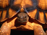 Angonoka or Ploughshare Tortoise, Madagascar Fotografie-Druck von Carol Polich