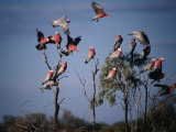 Galahs (Cacatua Roseicapilla), Currawinya National Park, Queensland, Australia Photographie par Mitch Reardon