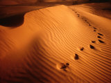 Footprints In Rippled Red Sand Of Perry Sand Dunes, Near Mildura, New South Wales, Australia Lámina fotográfica por Dallas Stribley