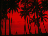 Cyclist and Palm Trees Silhouetted Against Red Sky at Sunset in Midigama, Southern, Sri Lanka Photographie par Mark Daffey