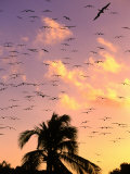 Frigate Birds Soaring at Sunrise Around Coconut Palms, Cayos Cochinos, Islas De La Bahia, Honduras Photographic Print by Ralph Lee Hopkins
