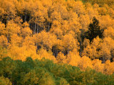 Autumn Colors in the Aspen Forests of Castle Creek Canyon in the Snowmass Wilderness, Colorado Impressão fotográfica por Greg Gawlowski Autumn Colors in the Aspen Forests of Castle Creek Canyon in the Snowmass Wilderness, Colorado Impressão fotográfica por Greg Gawlowski