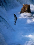 Brown Bear (Grizzly) Fishing at Waterfall, Alaska, USA Photographic Print by Shannon Nace