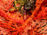 Gorgonian Fans and Goby Fish (Pleurosicya Mossambica) Photographie par Michael Aw