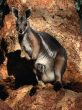 Yellow Footed Rock-Wallaby (Petrogale Xanthopus), Idalia National Park, Queensland, Australia Photographic Print by Mitch Reardon