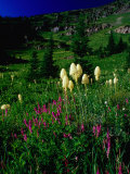 Beargrass (Xerophyllum Tenax) Near Eagle Pass, Mission Mountains Tribal Wilderness, Montana, USA Photographie par Gareth McCormack