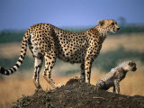 Mother Cheetah with Cub on Dirt Mound, Masai Mara National Reserve, Rift Valley, Kenya Photographic Print by Mitch Reardon