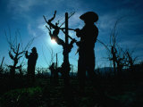 Silhouette of People Pruning Vines, Dry Creek Valley, Sonoma, USA Photographic Print by Nicholas Pavloff
