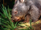 Wombat (Family Vombatidae), Australia Lámina fotográfica por David Curl Wombat (Family Vombatidae), Australia Lámina fotográfica por David Curl