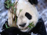 Panda Eating Bamboo in the Wolong Valley at the Sleepy Dragon Nature Reserve, Sichuan, China Lámina fotográfica por Keren Su Panda Eating Bamboo in the Wolong Valley at the Sleepy Dragon Nature Reserve, Sichuan, China Lámina fotográfica por Keren Su