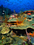 Coral Plates, La Sorciere, Soufriere Bay, Soufriere, Dominica Photographic Print by Michael Lawrence