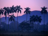 Palm Trees at Yumuri Valley at Sunset, Matanzas, Cuba Photographic Print by Rick Gerharter