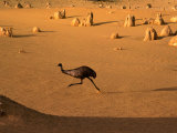 Emu Running Through the Pinnacles, Pinnacles Desert, Australia Photographic Print by Christopher Groenhout