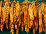Drying Seed Corn,Francisco Morazan, Honduras Reprodukcja zdjęcia autor Jeffrey Becom Drying Seed Corn,Francisco Morazan, Honduras Reprodukcja zdjęcia autor Jeffrey Becom