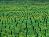 Vineyard with Mustard Flowers Near Yountville, Napa Valley, California, USA Photographic Print by Roberto Gerometta