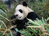 Panda Eating Bamboo in Wolong Valley, Wolong Ziran Baohuqu, Sichuan, China Photographic Print by Keren Su