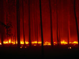 Forest Floor Fire in Teak Plantation, Playa Negra, Costa Rica Photographic Print by Brent Winebrenner