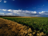 Farmland Between Crail and Kingbarns, Crail, Fife, Scotland Photographie par Jon Davison