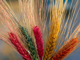 Tibetan Religious Offerings Made of Barley Wheat, Lhasa, Tibet, China Photographic Print by Keren Su