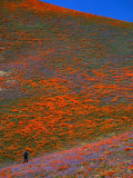 A Photographer Surrounded by California Poppies in the Hills of Gorman, California, USA Photographic Print by Jan Stromme
